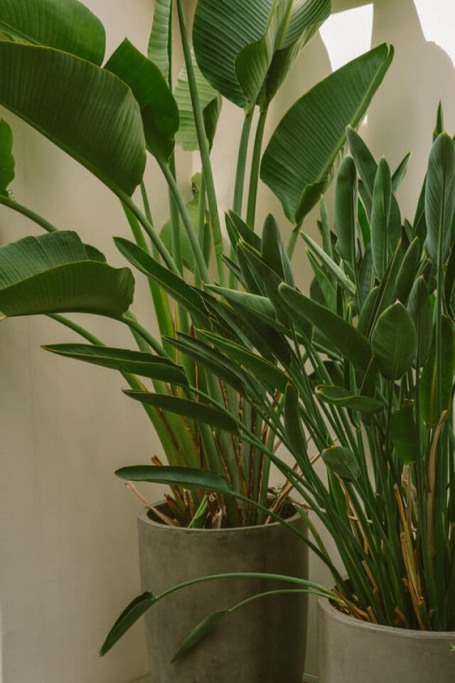 Spathiphyllum - Afbeelding 2