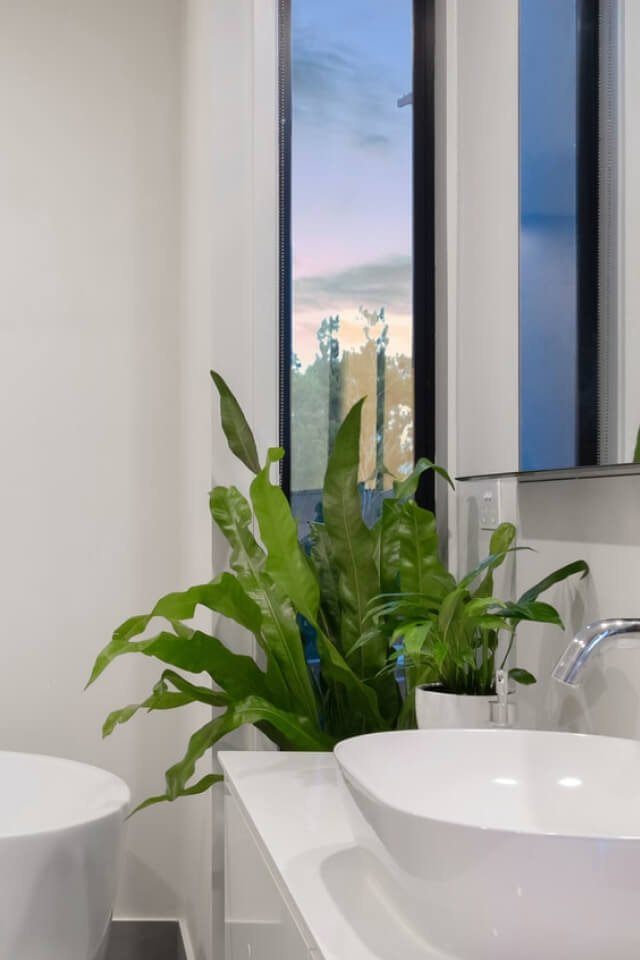 Birdnest Japanese - Afbeelding 2