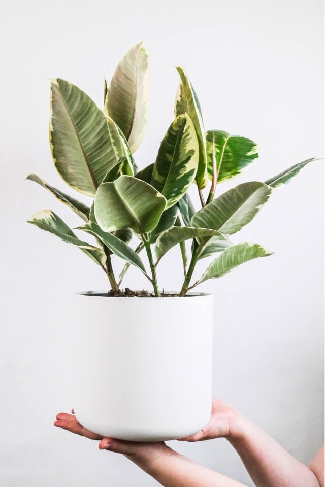Calathea Beauty Star - Afbeelding 2
